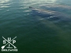 a pod of manatees in the water