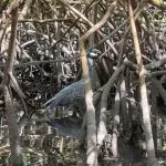 Yellow-crowned-knight-heron-spotted-on-kayaking-eco-tour-150x150