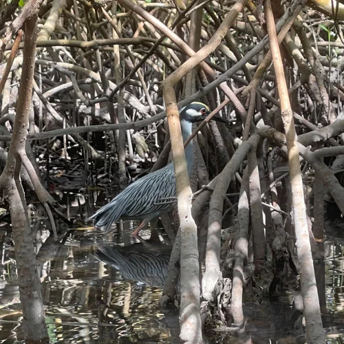 Yellow-crowned-knight-heron-spotted-on-kayaking-eco-tour