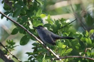 blue-gray-catbird-300x200