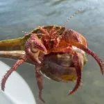 giant-red-hermit-crab-discovered-on-kayaking-tour-with-SUP-Englewood-150x150