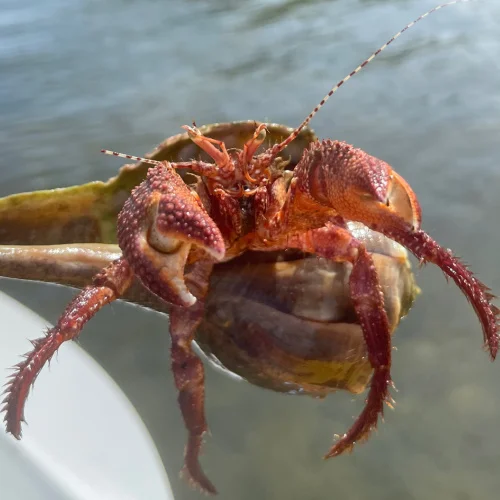 giant-red-hermit-crab-discovered-on-kayaking-tour-with-SUP-Englewood