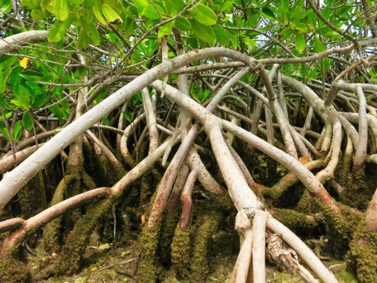 mangrove-roots--768x576