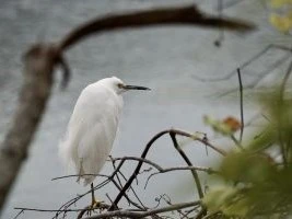 snowy-egret-300x200