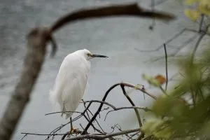 snowy-egret-300x200