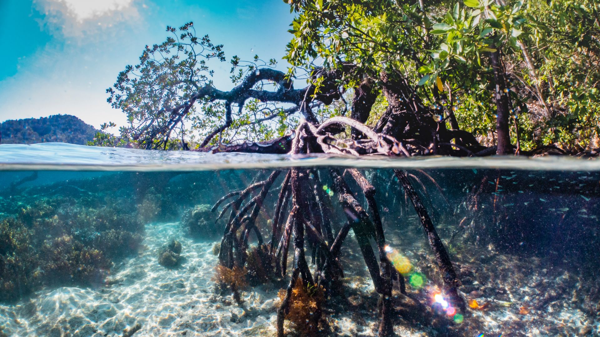 Mangroves at sunrise featuring an underwater view