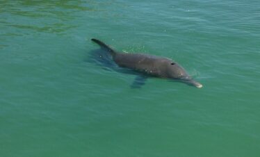 Dolphin surface resting on the water