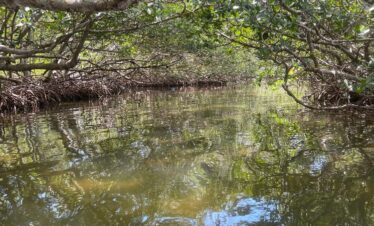 Mangrove Tunnel through a hidden cut in lemon bay