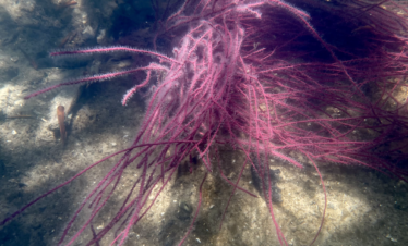 soft coral found in the bottom the seagrass in the mangrove tunnel