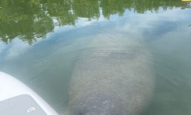 manatee surfacing next to a paddle board