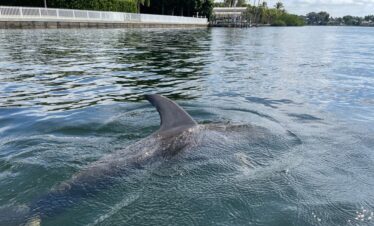 a dolphin floating close to the water